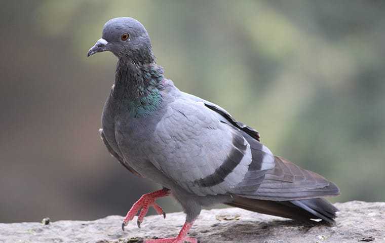 a pigeon in bradenton florida