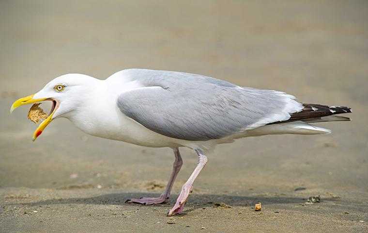 a seagull on a beach in bradenton florida