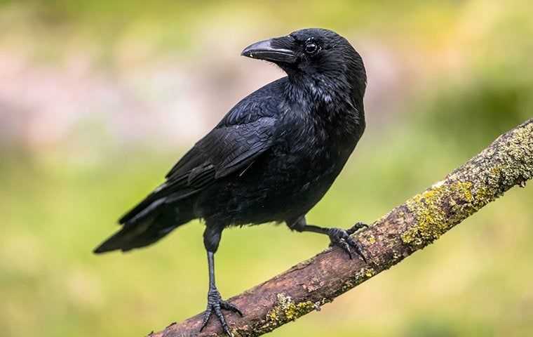 a crow on a branch in bradenton florida