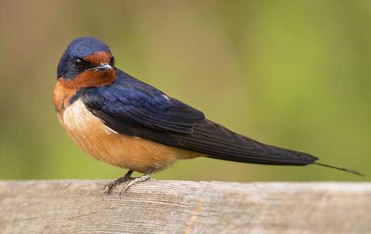a swallow on wood in bradenton florida