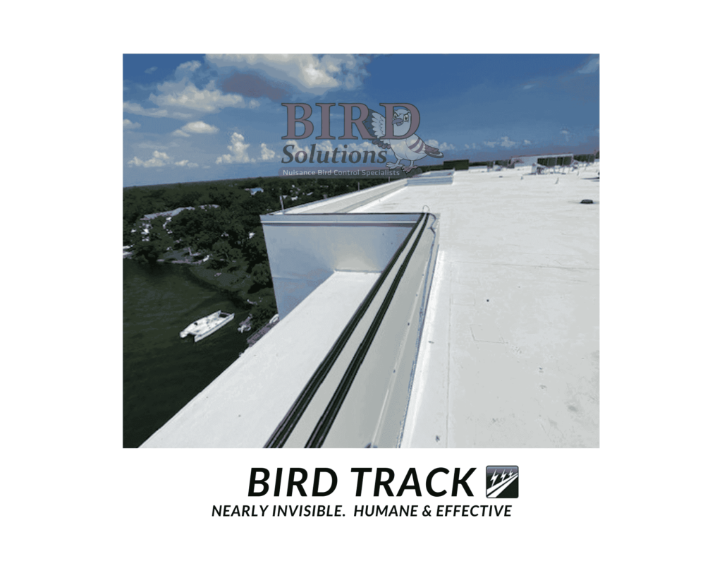 bird track image
